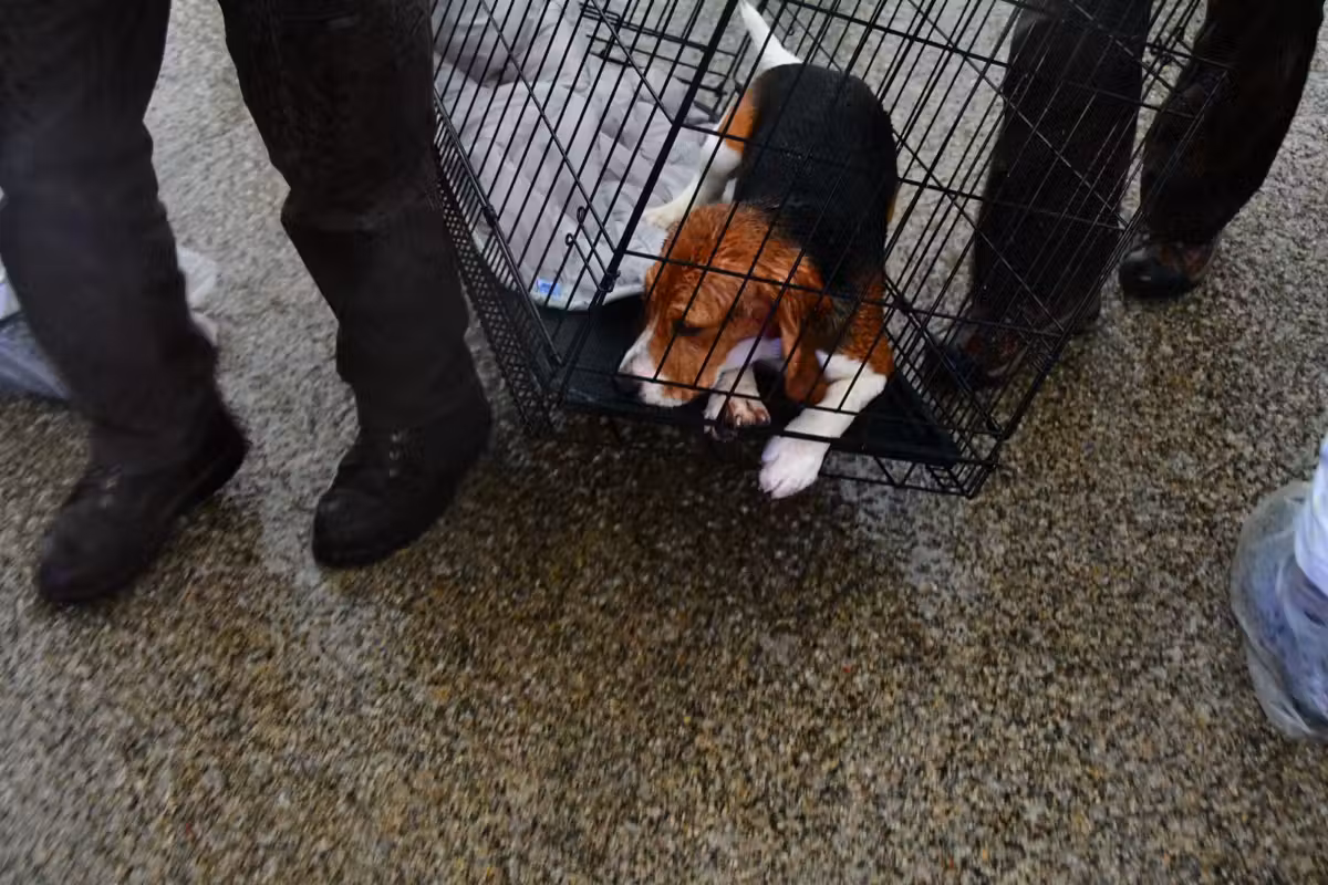 The scene outside Ridglan during the rescue operation.