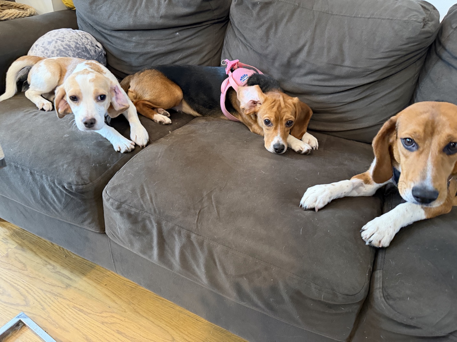 Four beagles. One couch.