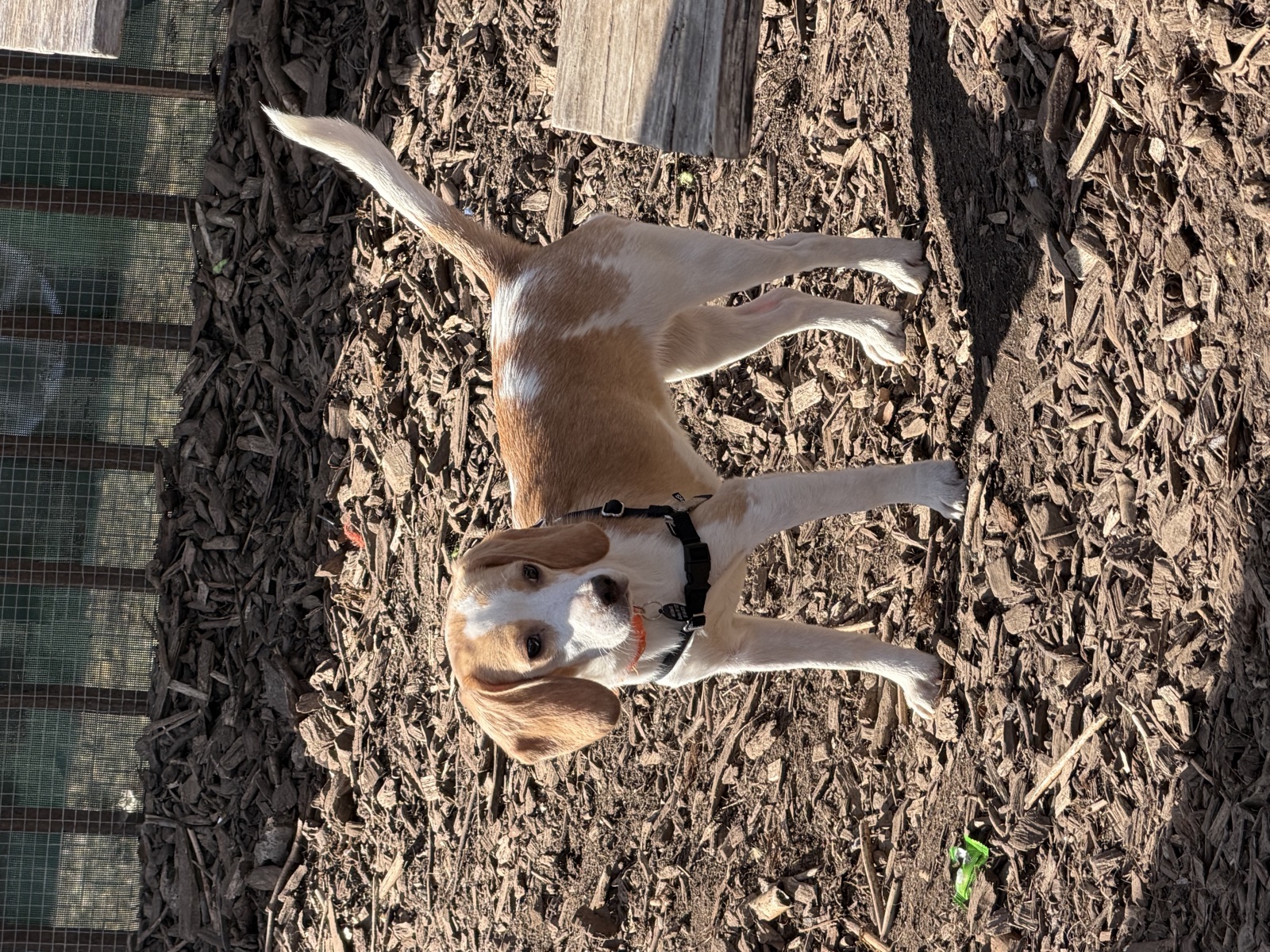 Sniffing around the yard.