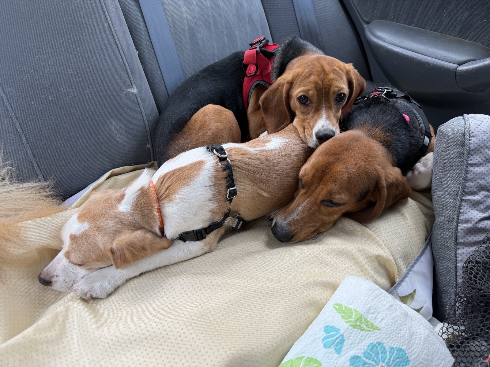 A pile of beagles, asleep in the back seat.