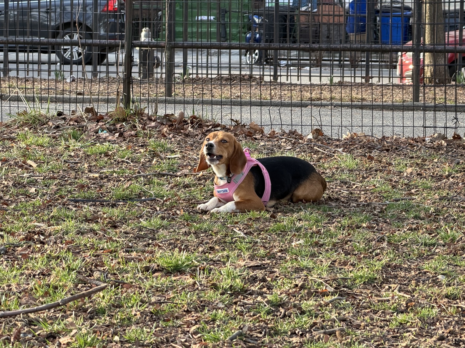 Lounging in her own yard.