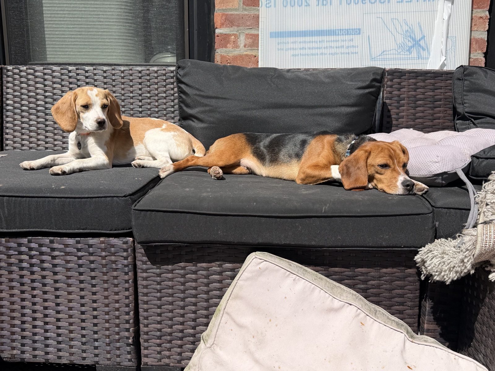 Two beagles, sunbathing on the sofa.