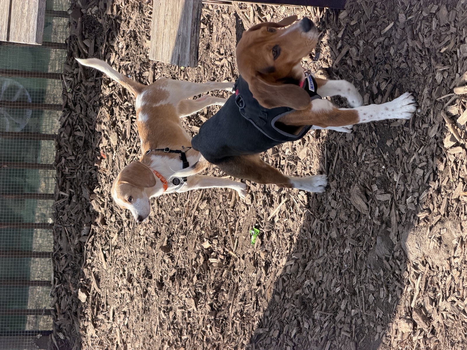 Wrestling in the dirt.