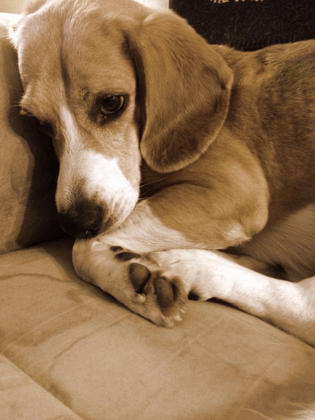Marty, asleep on the couch.