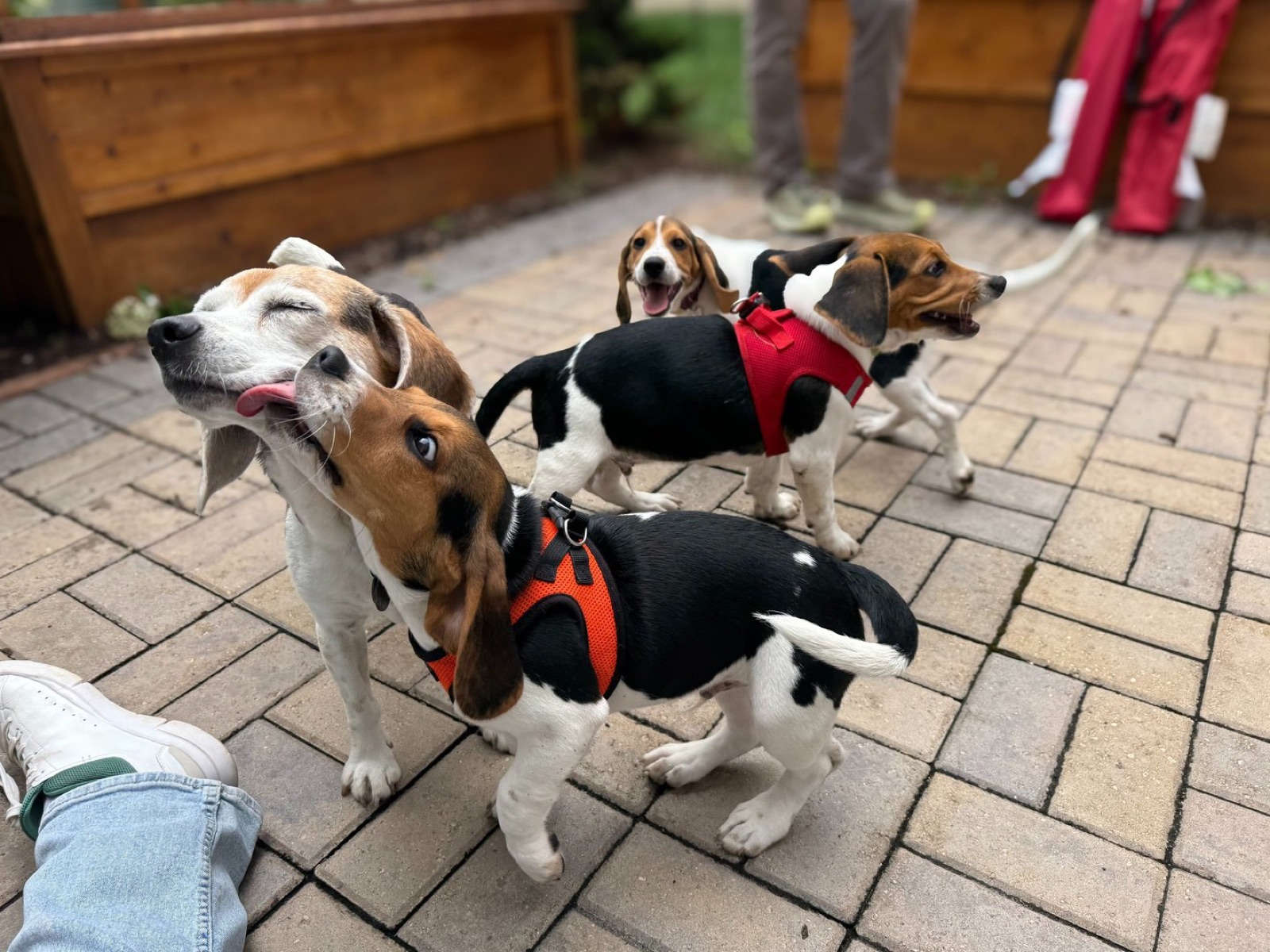 A backyard pack — beagles in their own yard.