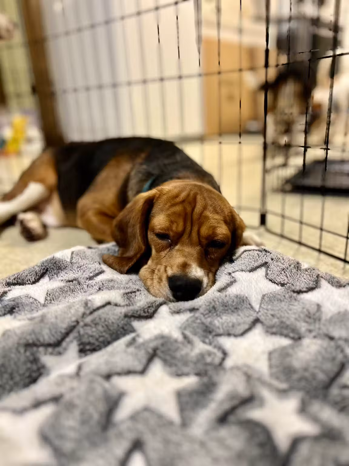 A rescued beagle adjusting to life in foster care.