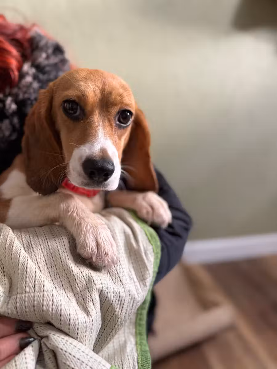 Rescued pup — warm, safe, and discovering the world.