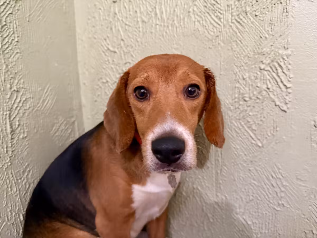 Portrait of a rescued Ridglan beagle. These eyes have seen the inside of a breeding facility — and now, freedom.