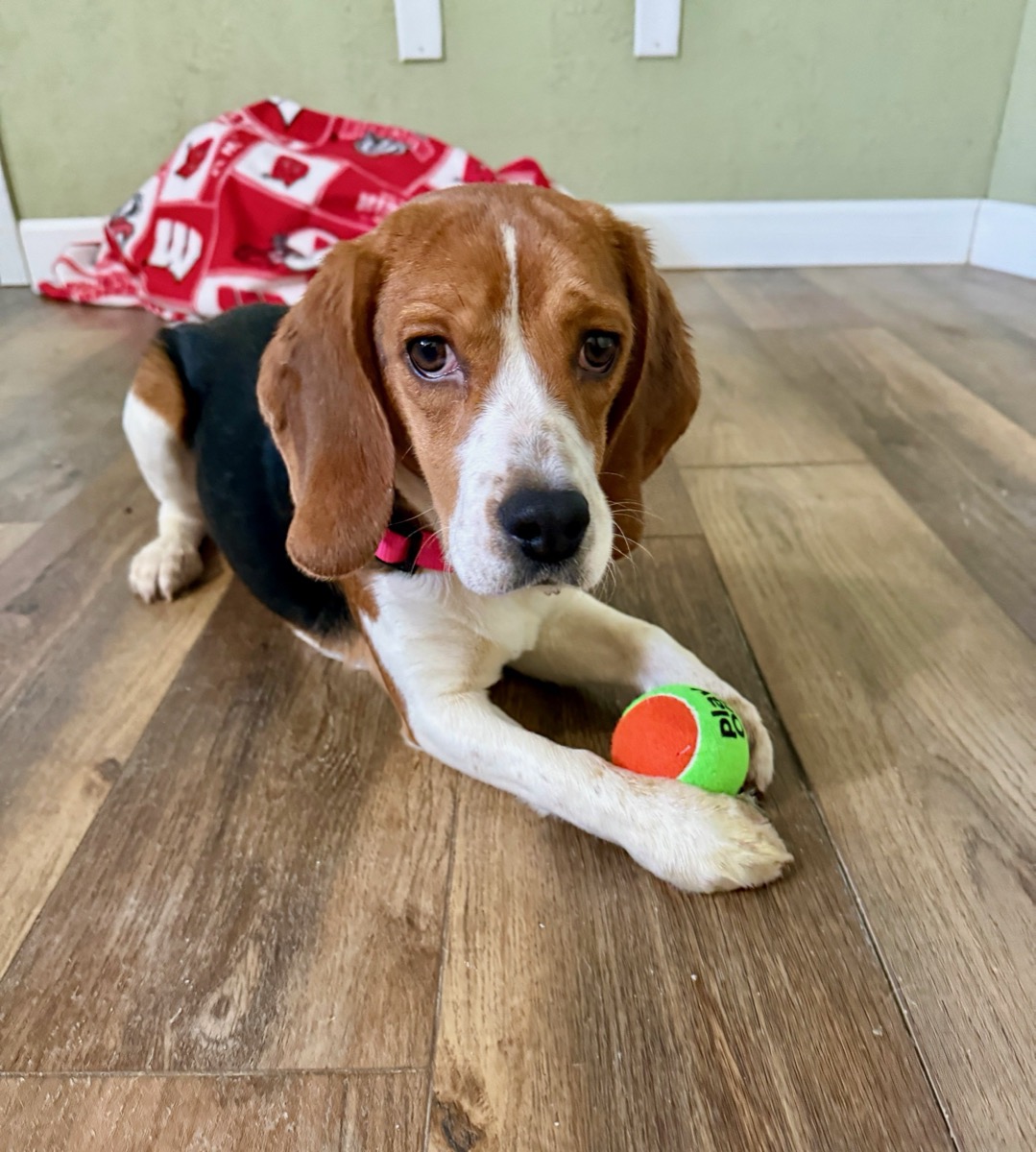 A beagle at home
