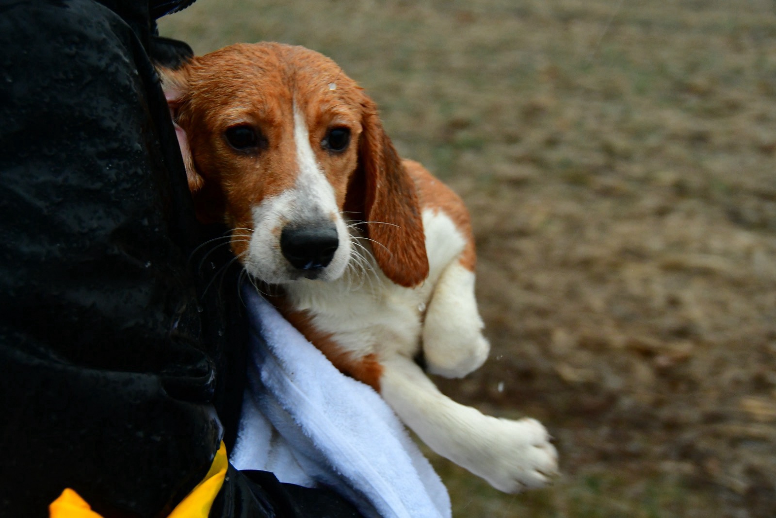 SaveTheDogs — End the Breeding of Dogs for Laboratories