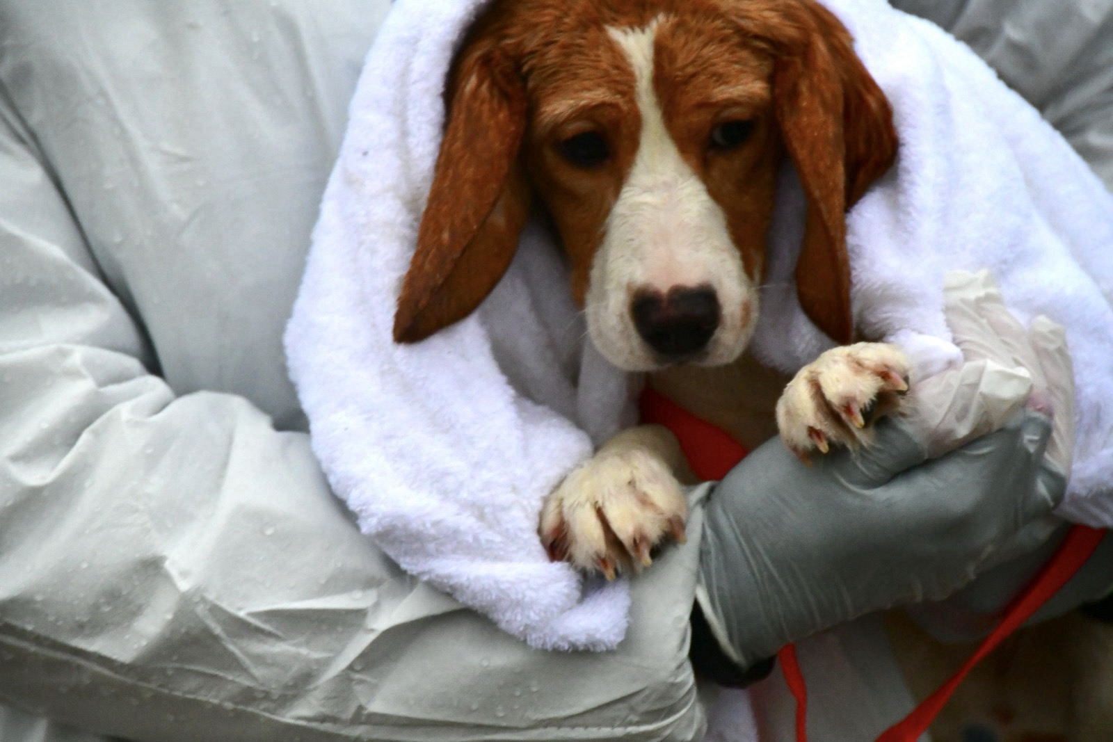 Rescuers at Ridglan Farms — March 15.