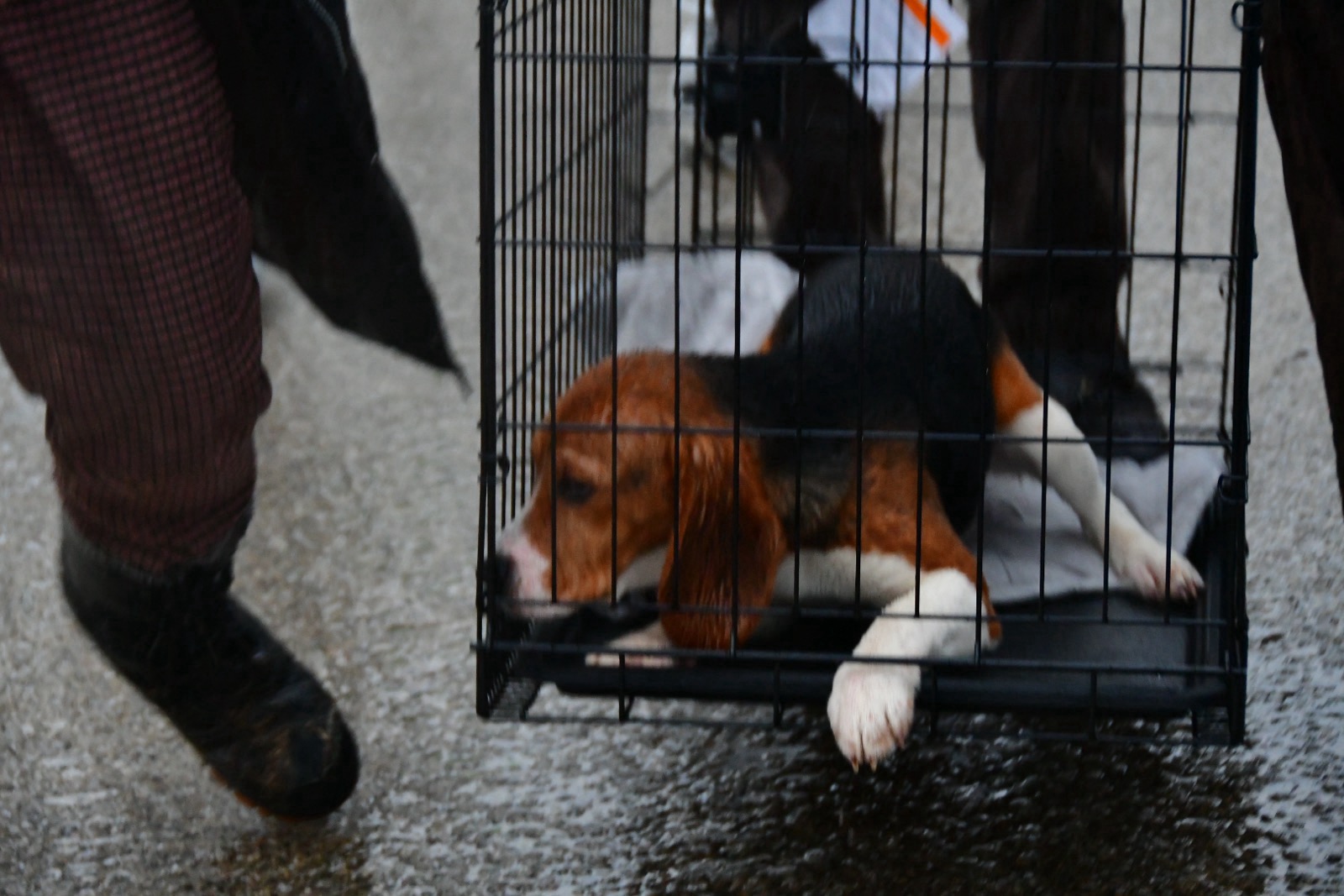 March 15 rescue — moments after removal.