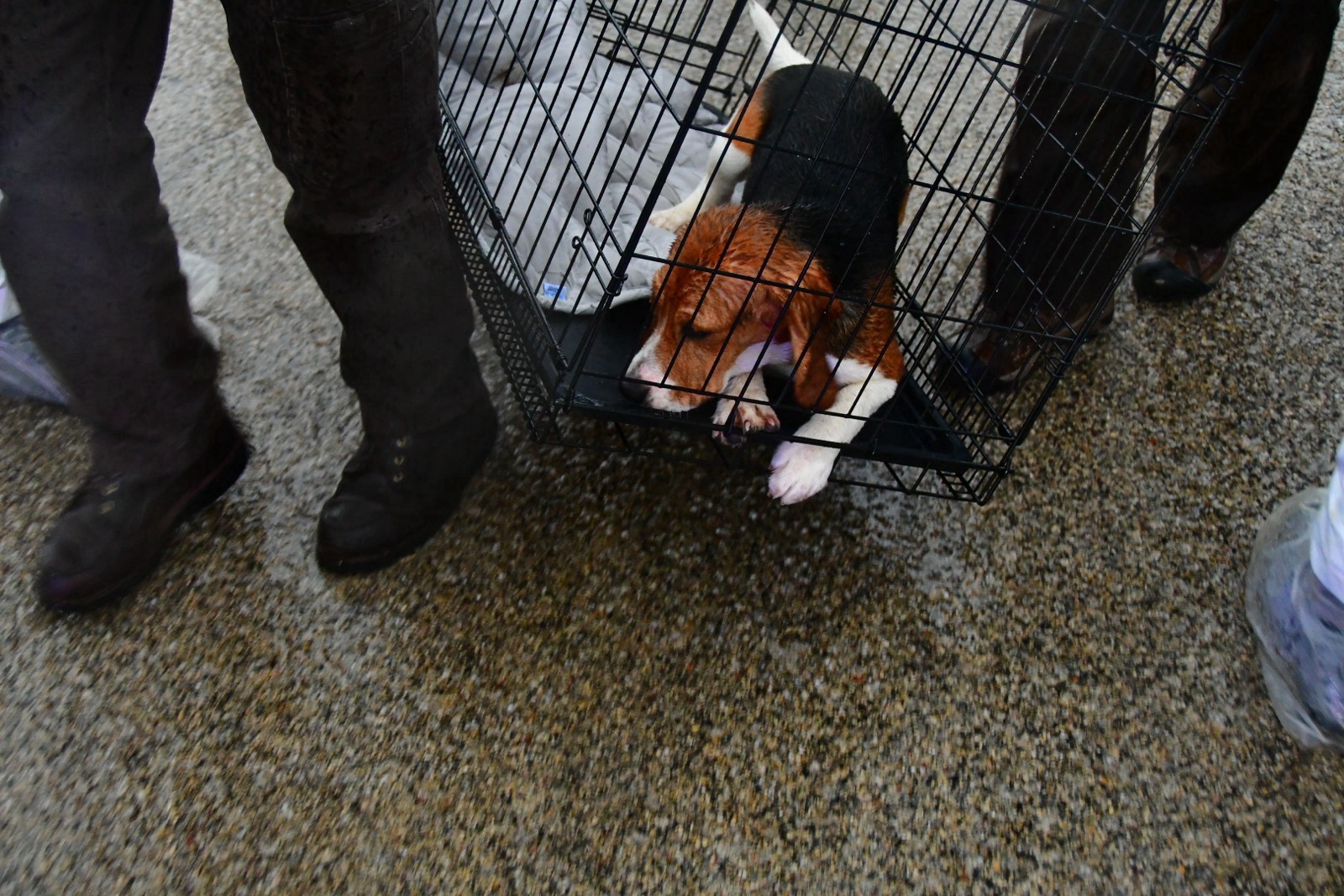 Scene from the March 15 action at Ridglan Farms.