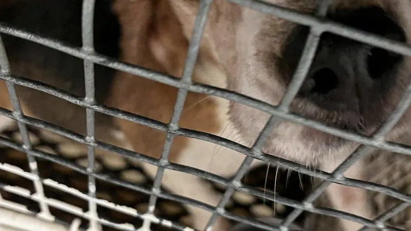 8 Month Reprieve for Ridglan Farms Assures More Suffering