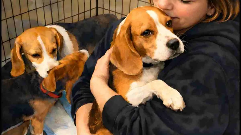 Ridglan Farms raid on March 15, 2026: were any beagles rescued?