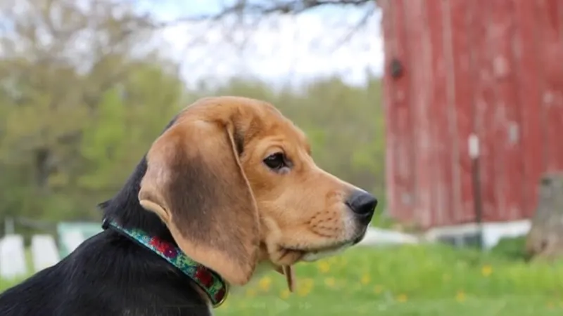 1,500 beagles will get new lives and warm laps after release from research facility