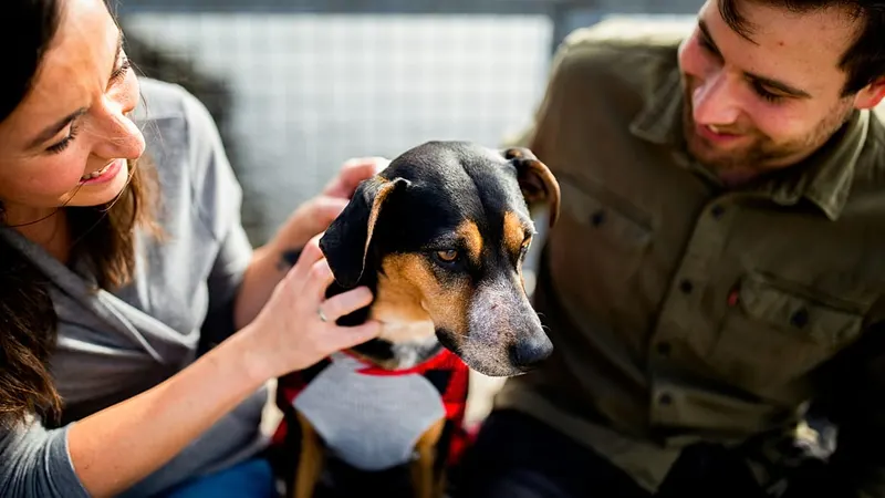 'They know they're safe': 1,500 beagle dogs start new lives after being rescued from research lab