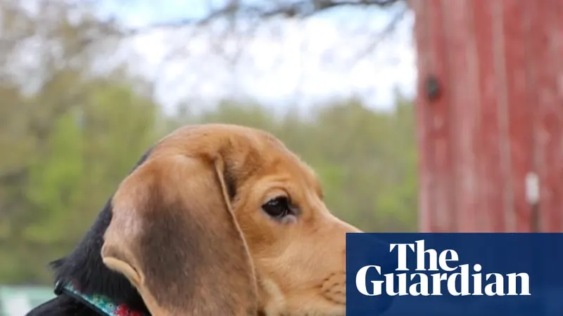 The Guardian coverage of the Ridglan rescue