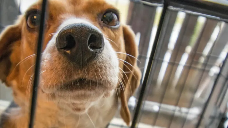 Major Beagle Breeding Facility to Halt Trade of Dogs to Labs