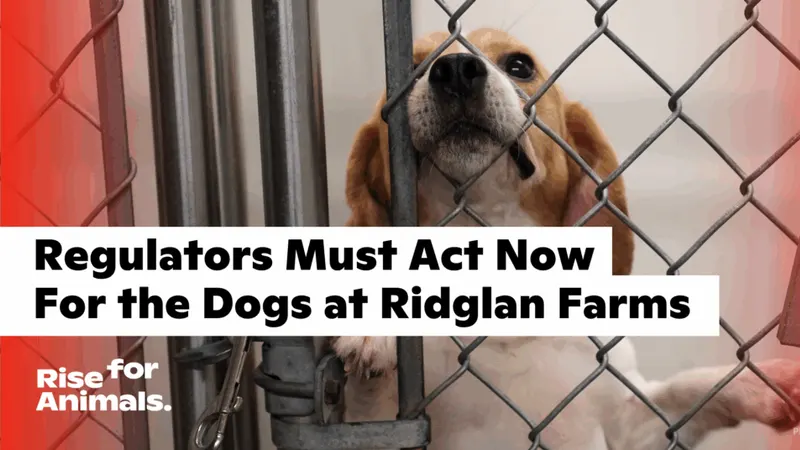 Regulators Must Act Now for the Dogs at Ridglan Farms