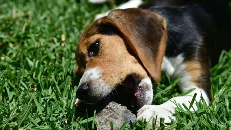 Beagles Are Still Bred on Farms for Testing and Research, an Activist Raid Exposes the Reality