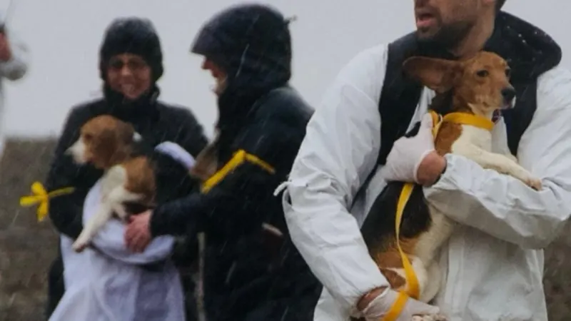 Activists arrested, pepper-sprayed trying to remove beagles from Wis. breeding facility