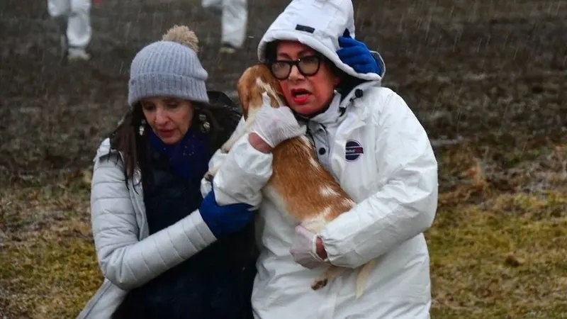Hundreds of activists plan to raid, take dogs from embattled breeder