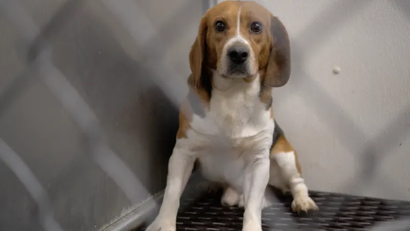 Can dogs be considered 'persons' under the law?
