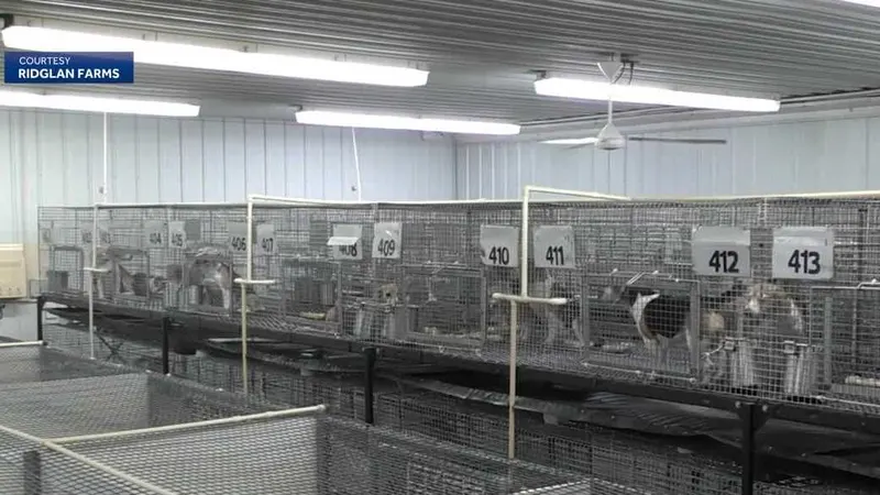 Beagle breeding facility agreed to give up its license, what happens next?