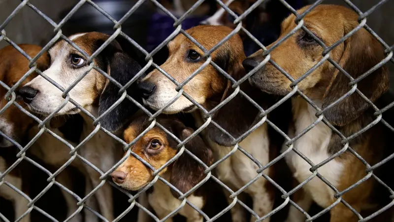 Animal rights activists protest action at Dane County dog breeding facility